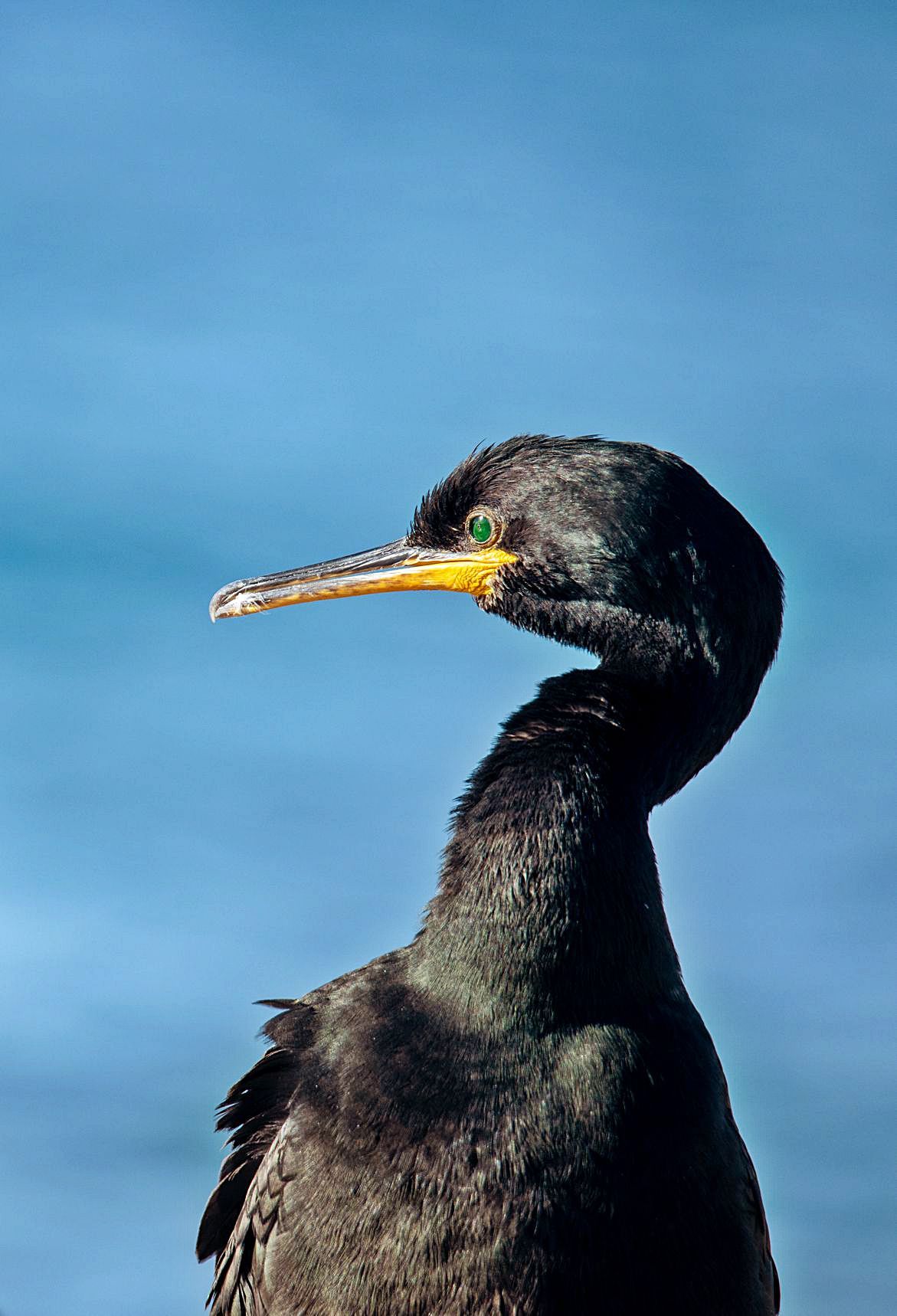 Cormorán adulto fotografiado en la bahíade Sant Antoni. 