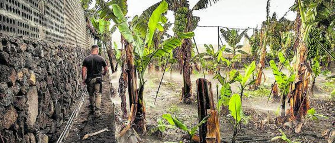 Una d elas fincas de plátanos afectadas por la ceniza del volcán. | | ARTURO RODRÍGUEZ