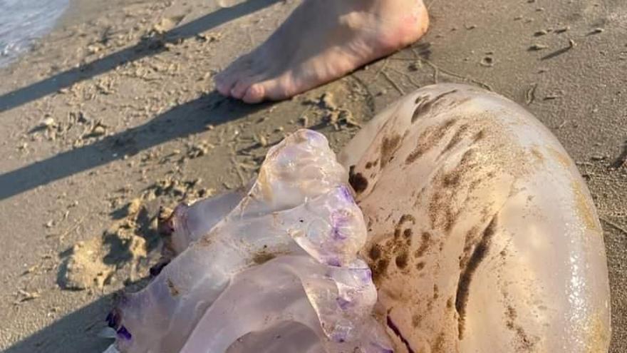 Vídeo: Aparece una medusa 'gigante' en la playa de Burriana