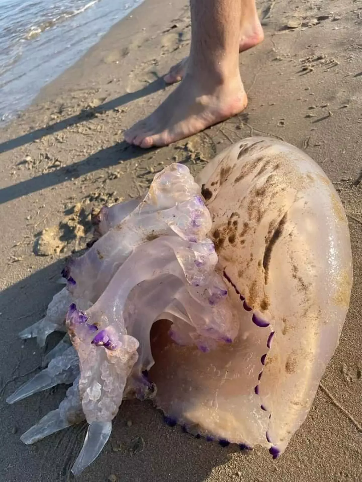 Una medusa 'gigante' sorprende a los bañistas en una playa de Castellón