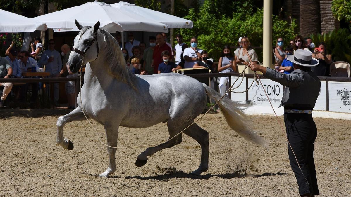 Imagen de Cabalcor, celebrado en Caballerizas.