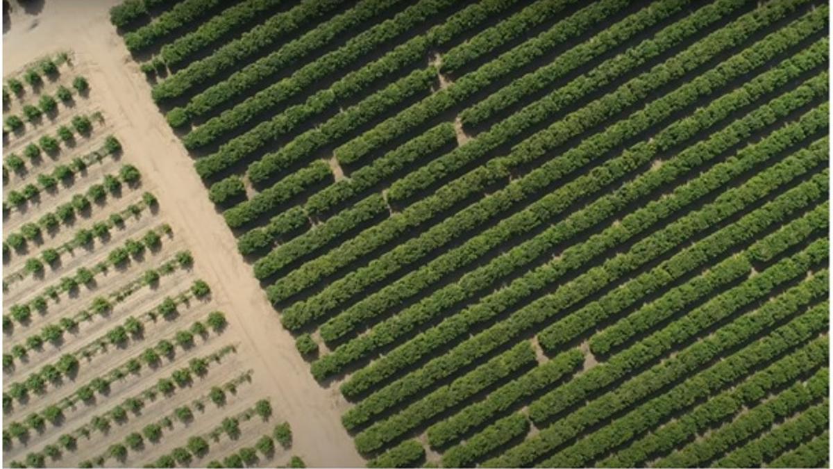 Veganic presentará sus innovadoras tecnologías en biocontrol y sostenibilidad agrícola.