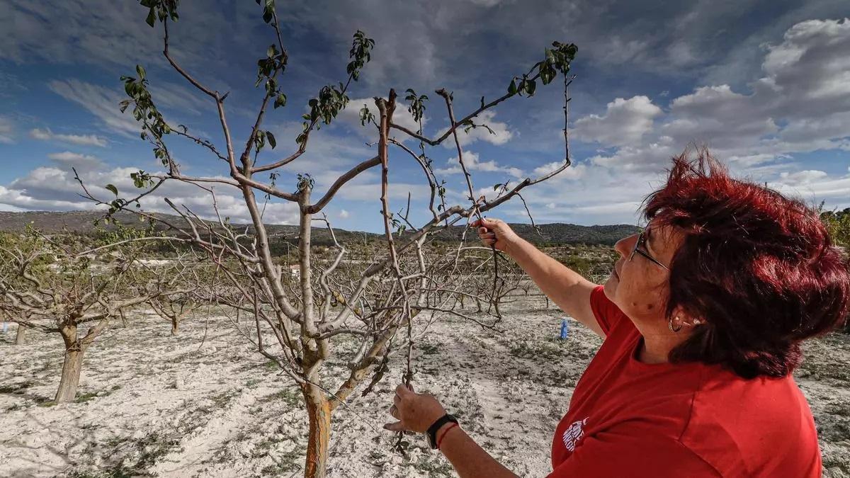Una agricultora muestra los destrozos ocasionados por los ciervos en un manzano de la Sarga.