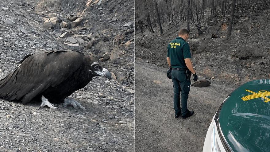 Un buitre entre las cenizas muestra la otra cara del incendio de Casas de Millán