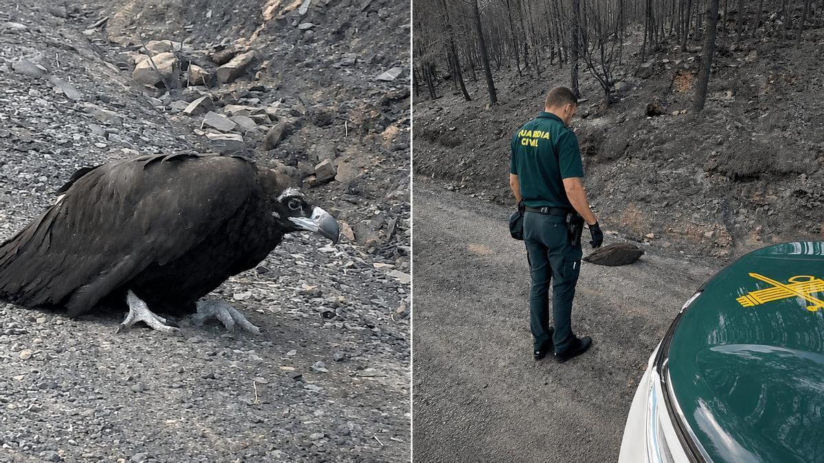 Un agente de la Guardia Civil, junto al buitre localizado en la zona quemada por el incendio de Casas de Millán