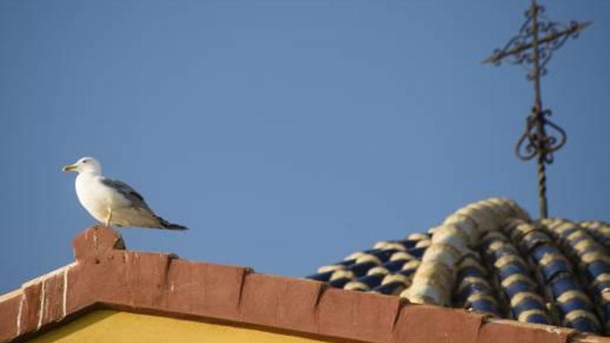 Una de las gaviotas patiamarillas en el tejado de la iglesia de San Jaime y Santa Ana.