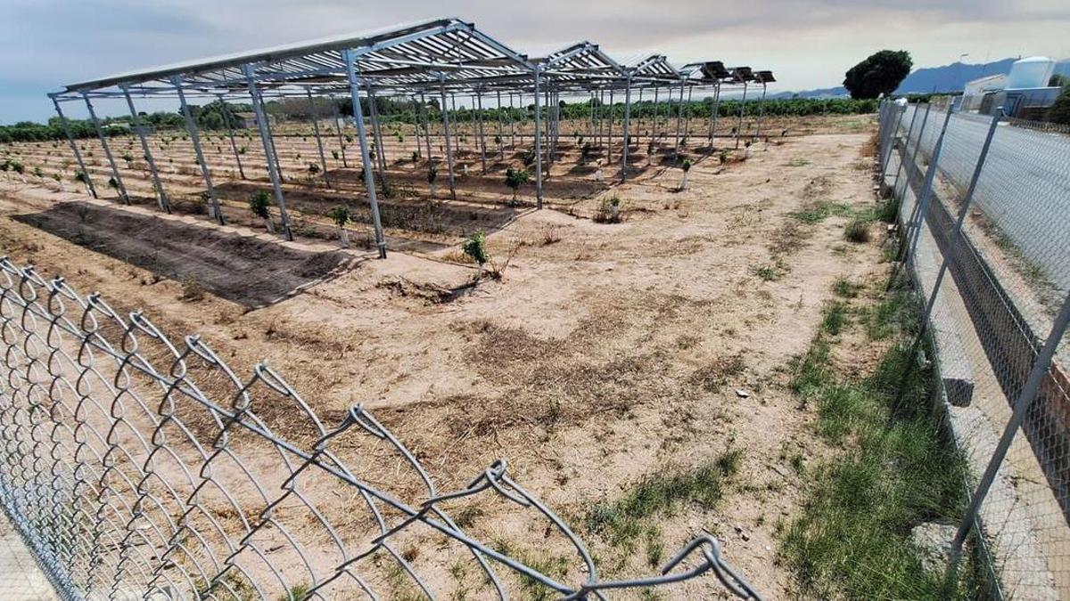 Los paneles se han instalado sobre una parcela en la que se han plantado cítricos con el fin de observar los resultados en eficiencia energética y de consumo de agua para el riego.