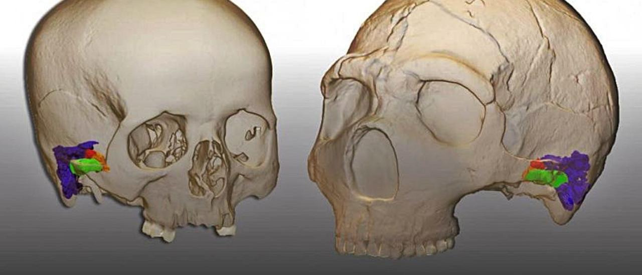 Recreación en 3D de un neandertal (derecha) y un humano moderno.