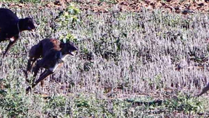 Dos galgos persiguen a una liebre durante la jornada cinegética en la que se batió parte de la reserva de Guarrate.