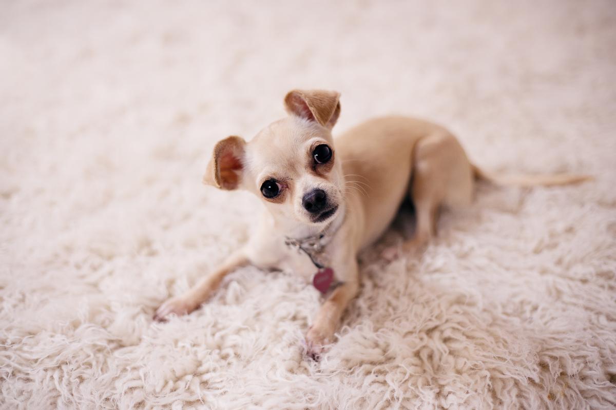 PERROS MINIATURA | Las 5 razas de perros pequeños más populares: Chihuahua
