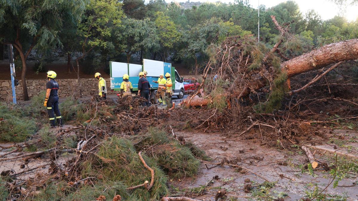 Bomberos retiran el árbol caído en el centro de Alicante