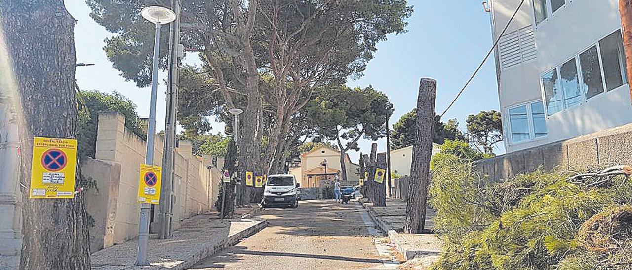 Los árboles fueron afectados por el temporal Hortense.