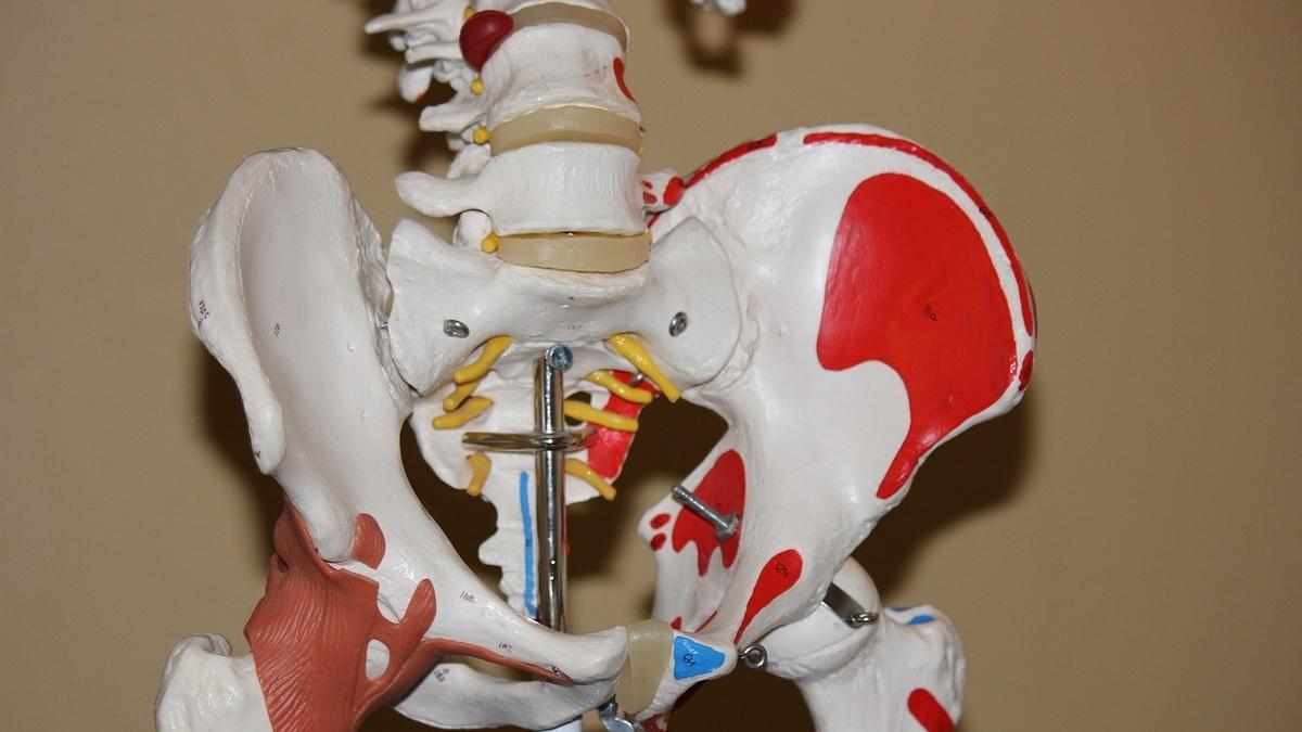 Riesgos, dolor, plazos, rehabilitación, operar por delante… lo último sobre la cirugía de cadera, según la Universidad de Harvard