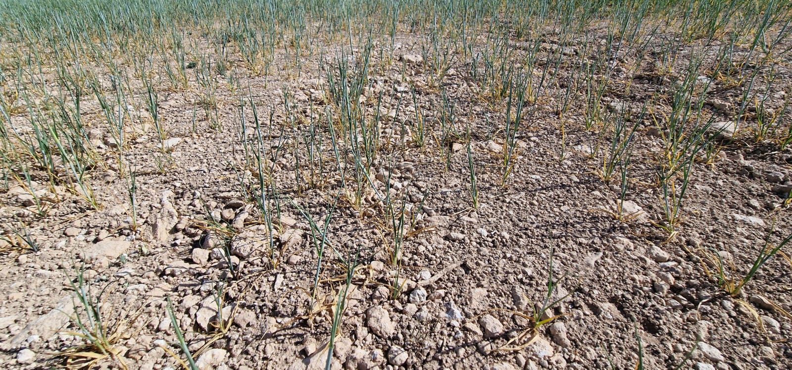 Efectos de la sequía sobre cultivos de cereal y montes en la Junquera, El Moralejo (Caravaca de la Cruz).