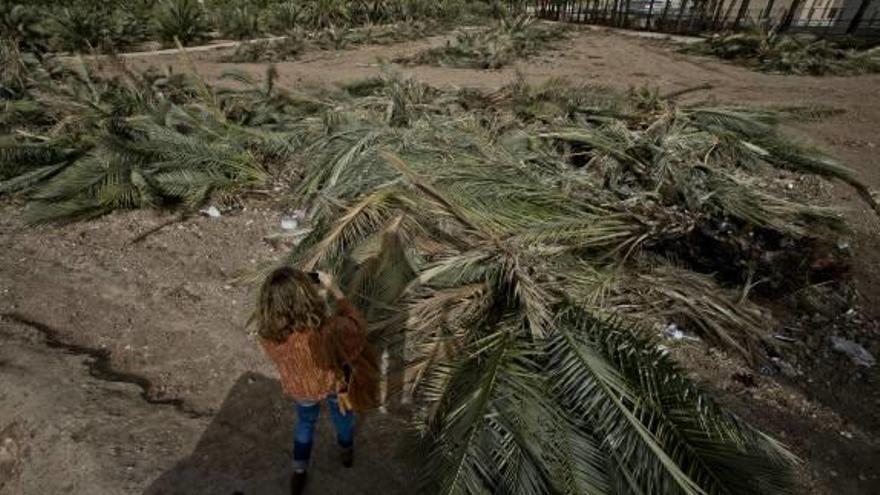 Algunas de las palmeras taladas en el Hort del Gat.