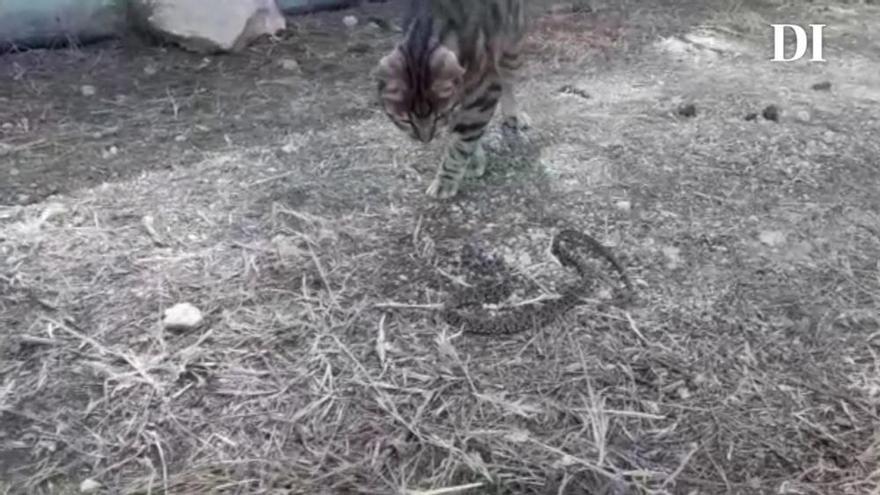 La lucha de un gato contra una serpiente en Ibiza