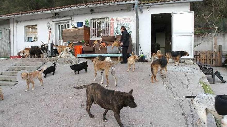 Instalaciones de la perrera municipal, en Eiroás. // Iñaki Osorio