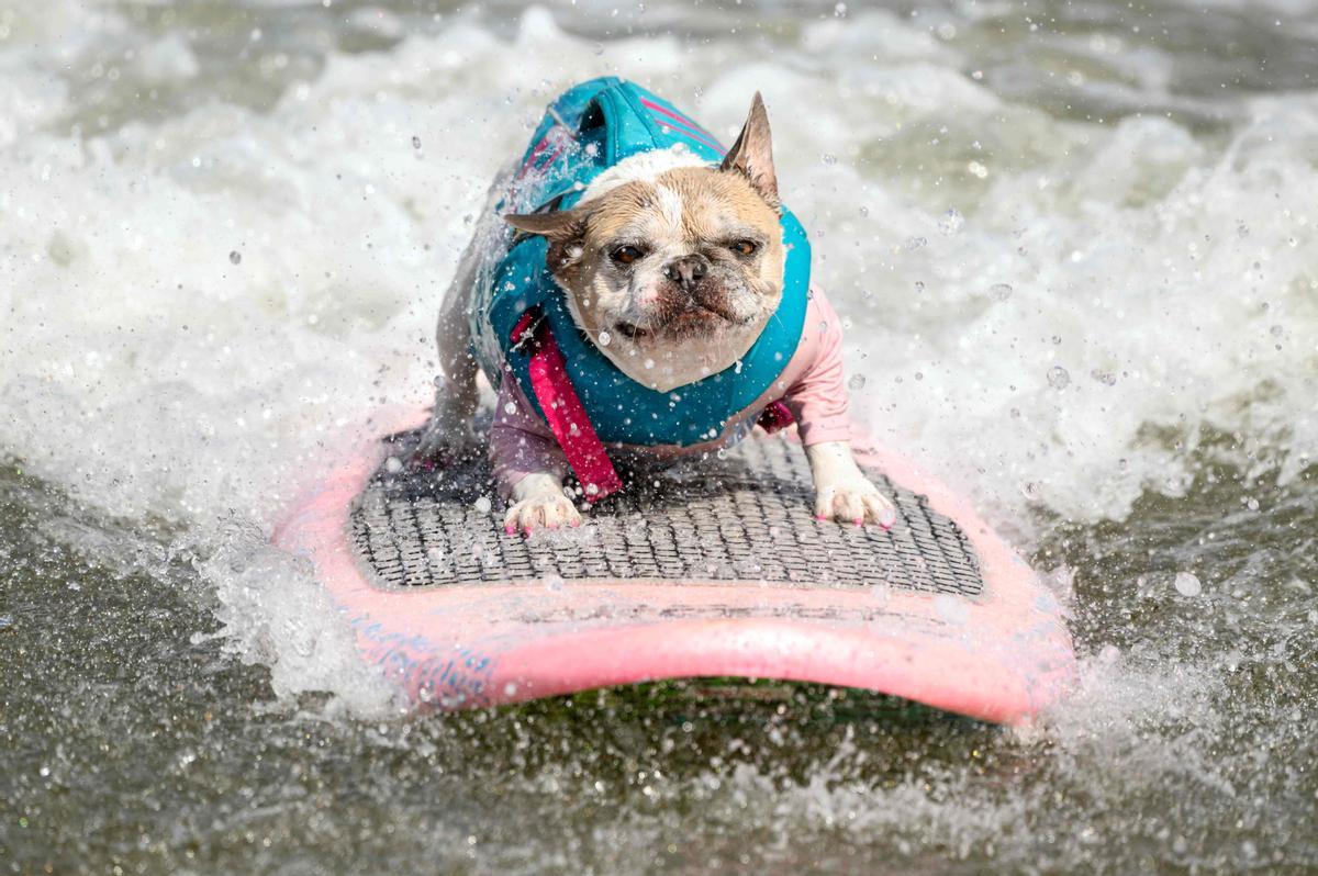 Hicieron un torneo de perros surfistas en California