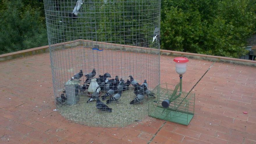 Guía pone en marcha un sistema de control de palomas en el casco histórico