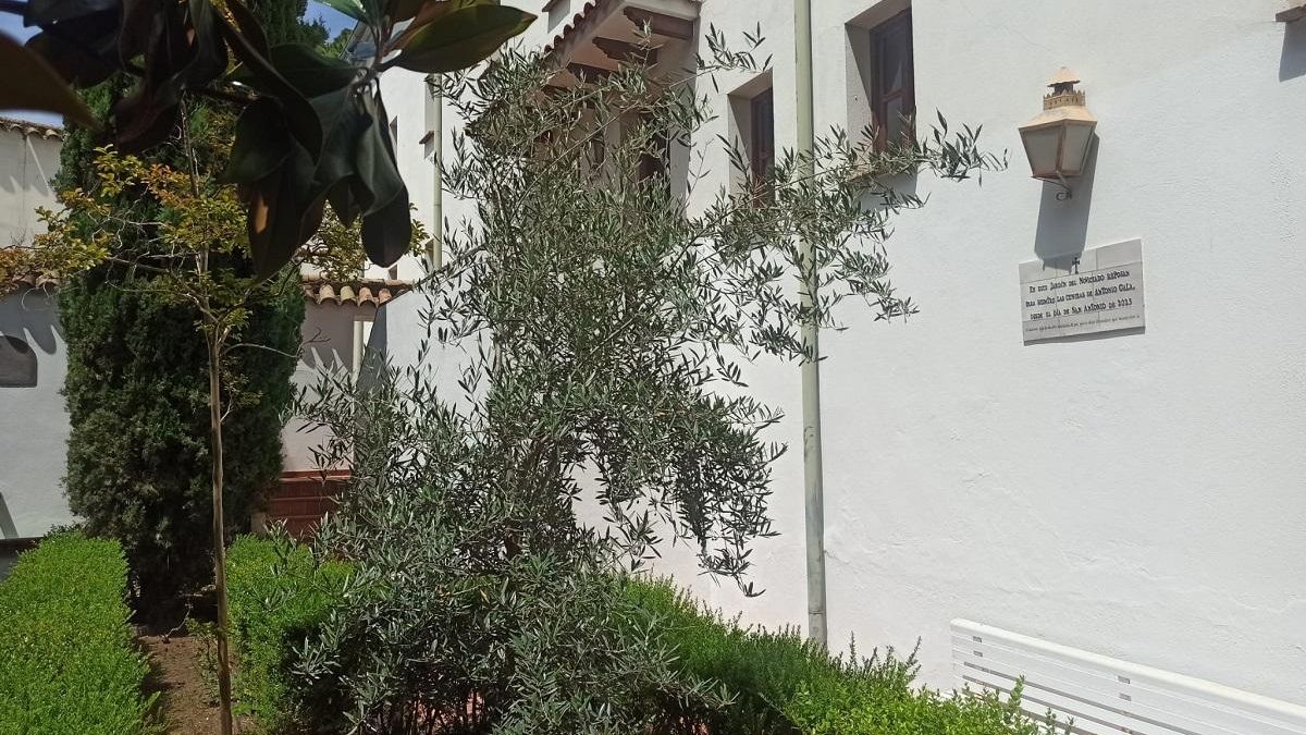 Olivo en el que descansan los restos de Antonio Gala.