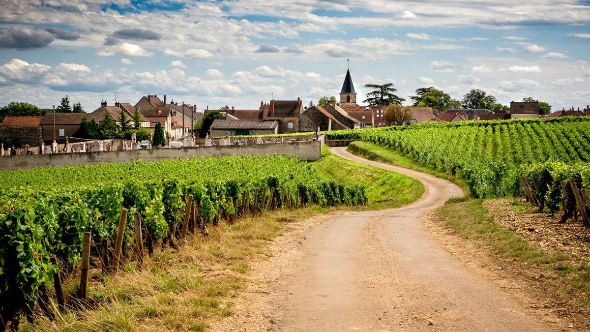 Catar vino a pedaladas: la mejor combinación para conocer Alsacia