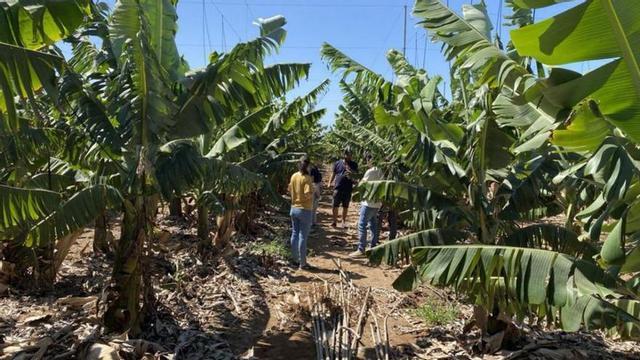 Desarrollo del proyecto Regadia en una finca de plataneras.