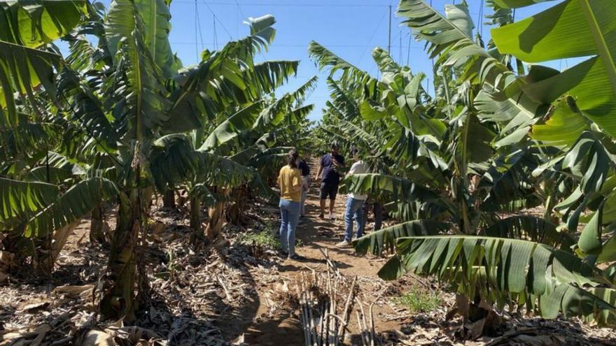 Ciencia para mejorar el riego de plátanos y aguacates isleños, que gastan mucha agua