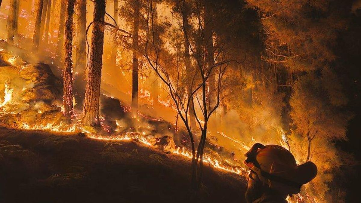 Los efectivos de la BRIF Puntagorda trabajan sobre el incendio de Tenerife