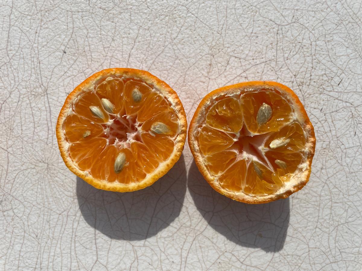 La presencia de pepitas en el fruto provocado por la 'pinyolà' hace que el cítrico no tenga salida en el mercado.