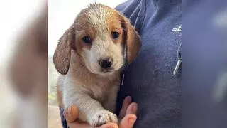 Rescatan un cachorro de mes y medio en un contenedor de la parroquia de San Xorxe de Vea, en A Estrada