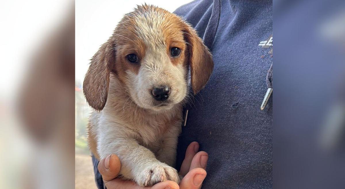 El cachorro, tras su rescate.