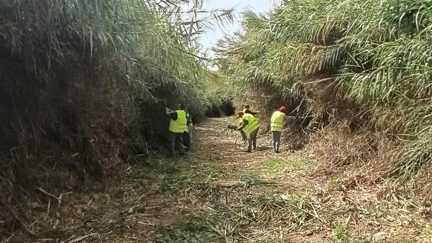 Medi Ambient netejarà 75 hectàrees de canya invasora per a millorar el drenatge del Magre a la Ribera i evitar inundacions