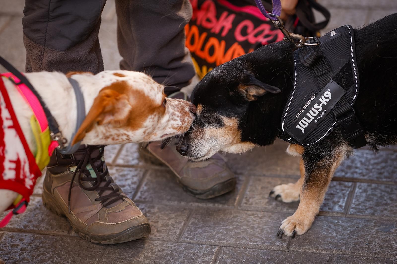 Un paseo con perros para fomentar la adopción