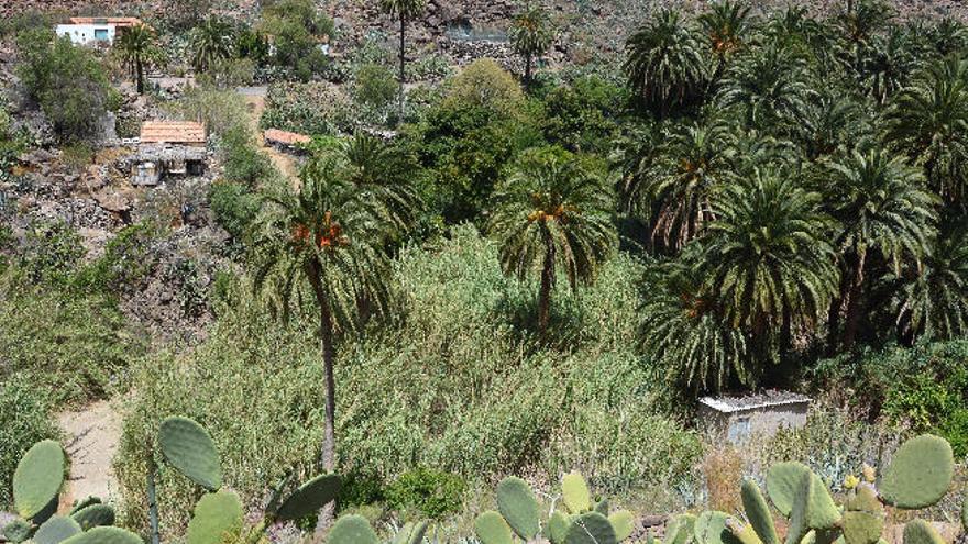 Palmeral de Arteara, en San Bartolomé de Tirajana, en peligro por la plaga de la diocalandra.