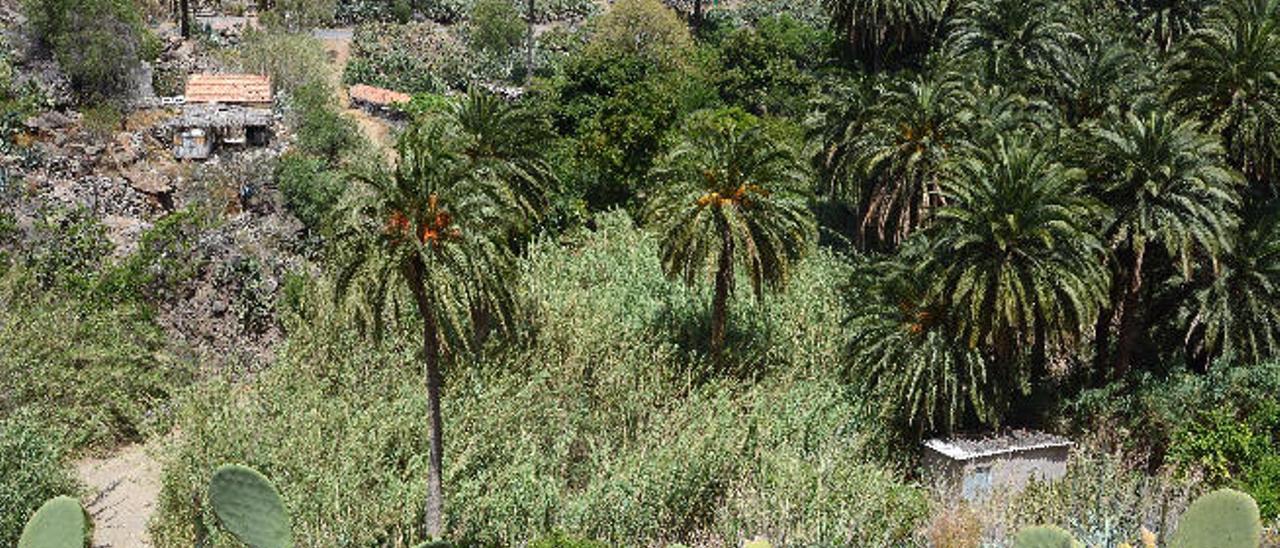 Palmeral de Arteara, en San Bartolomé de Tirajana, en peligro por la plaga de la diocalandra.