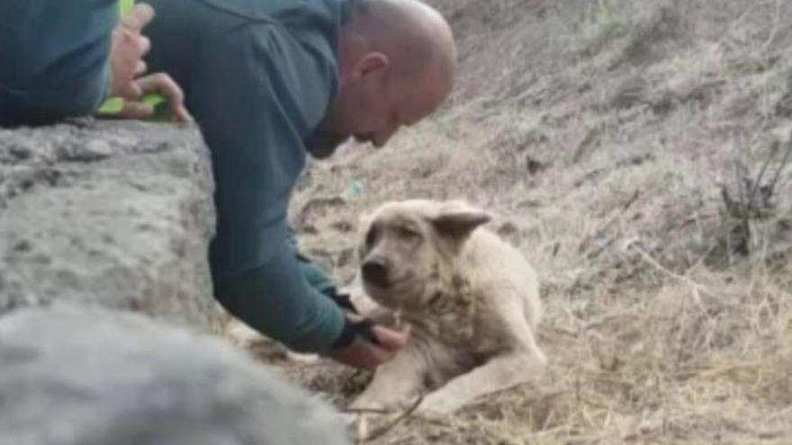 Salvan a un perro deshidratado por el incendio en Tejeda