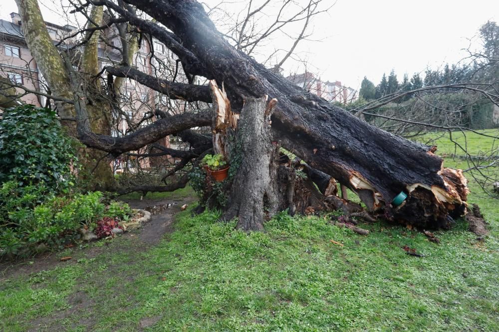 Daños del temporal en Gijón.