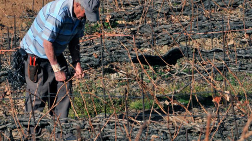 Un viticultor atiende una parcela de viñas cultivadas mediante el sistema de cordón trenzado múltiple.