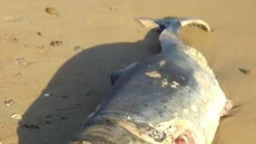 Hallan un delfín muerto en una playa de Dénia