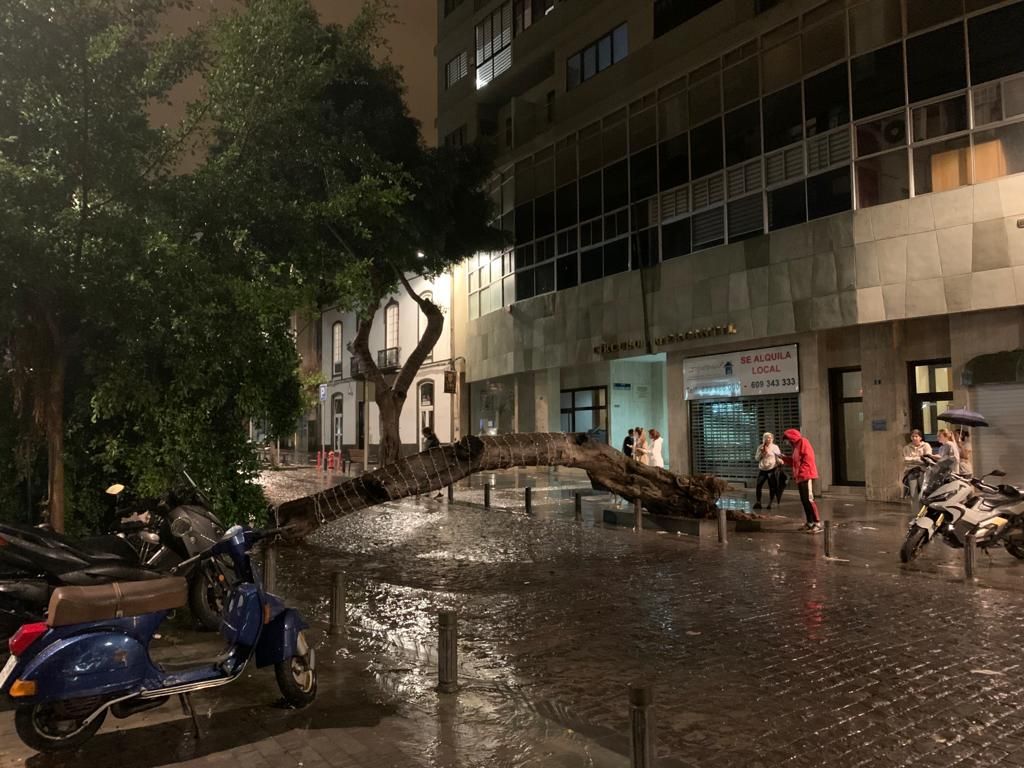 Cae un árbol en San Bernardo