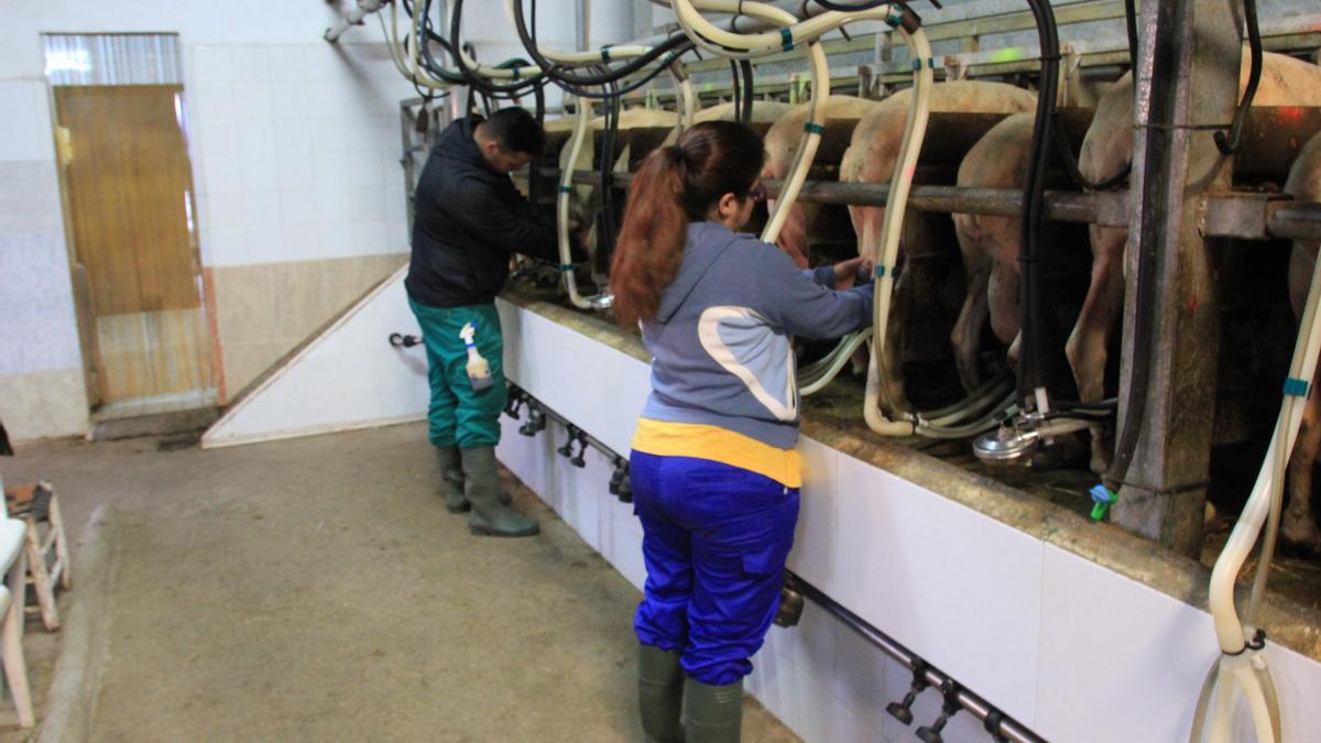Trabajos de ordeño en una cooperativa extremeña de leche.