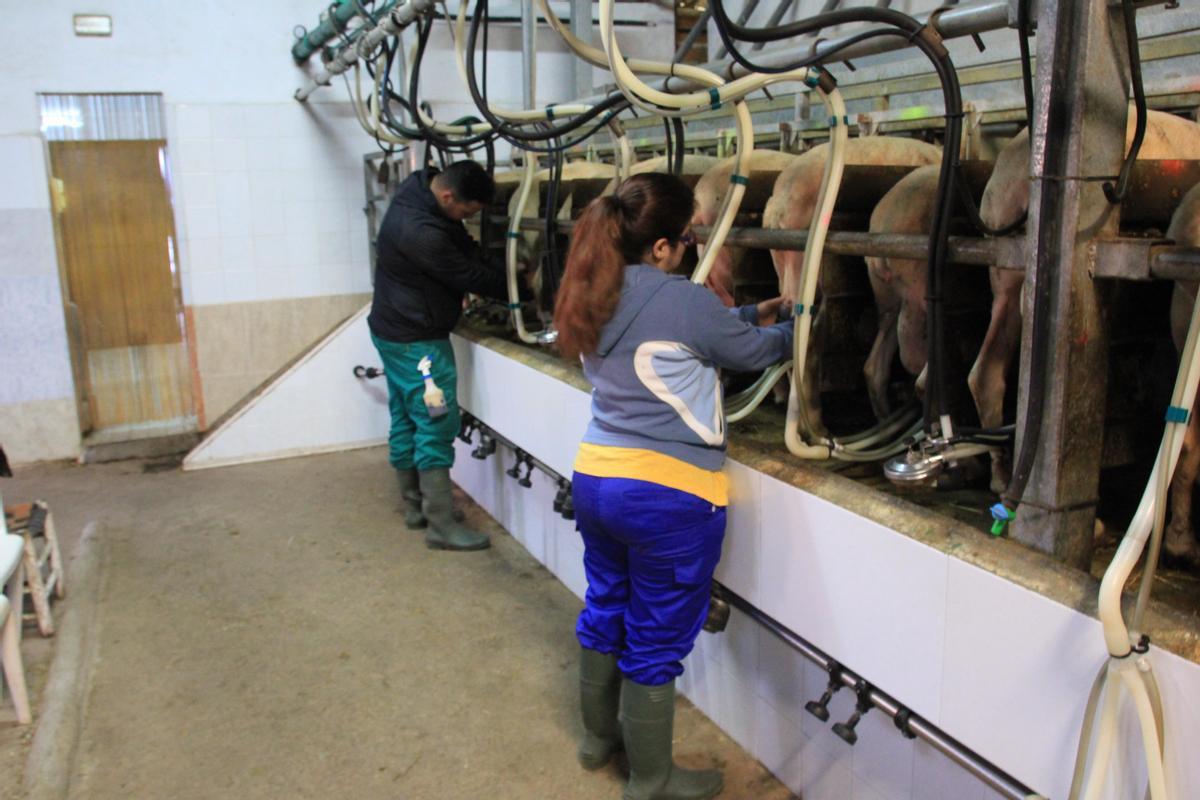 Trabajos de ordeño en una cooperativa extremeña de leche.