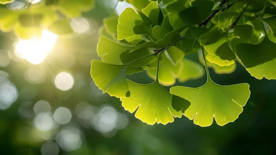 Si bebes este té, mejorarás la memoria y disfrutarás de sus propiedades antioxidantes