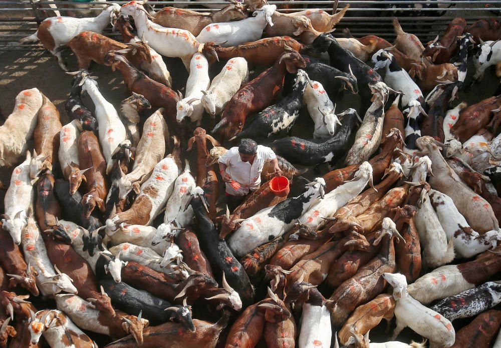 Trader applies colour on his goats for ...