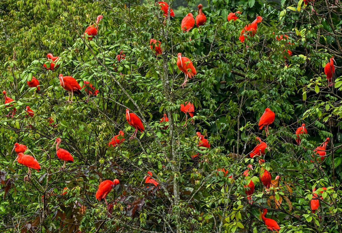 Singapur estrena el parque Paraíso de los pájaros