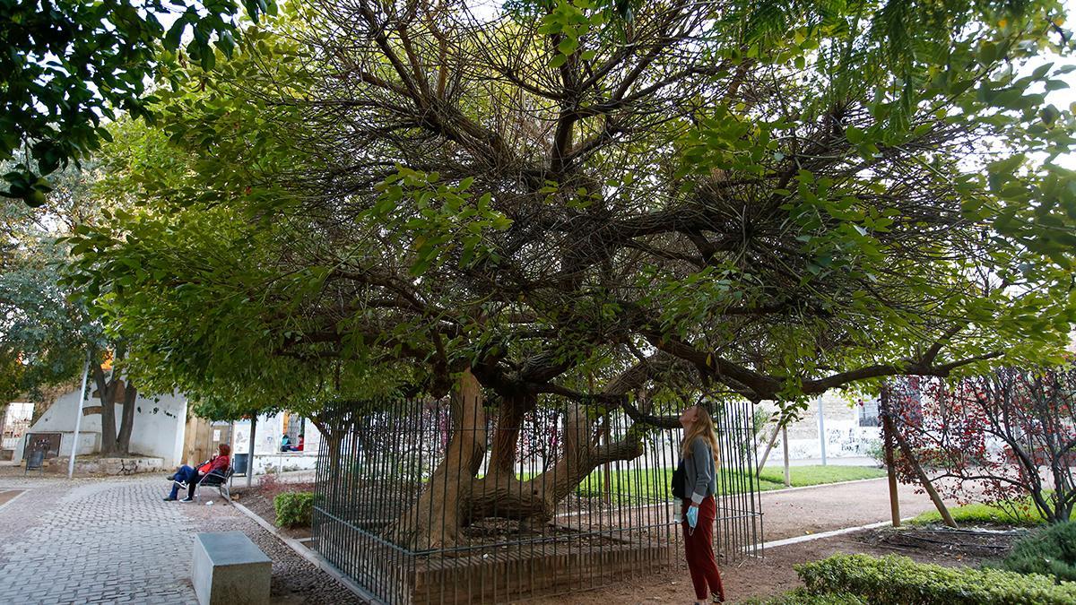 PATRIMONIO NATURAL DE CÓRDOBA | Cada árbol, un mundo