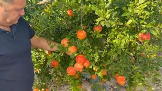 La ilicitana Marfruit se incorpora al gigante hortofrutícola Anecoop