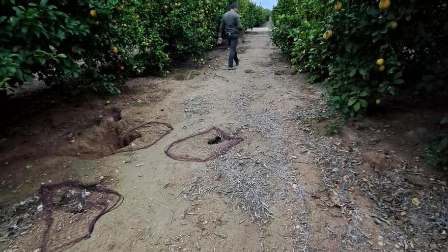 La plaga de conejos amenaza la huerta de la Región de Murcia con árboles arrancados y cosechas perdidas