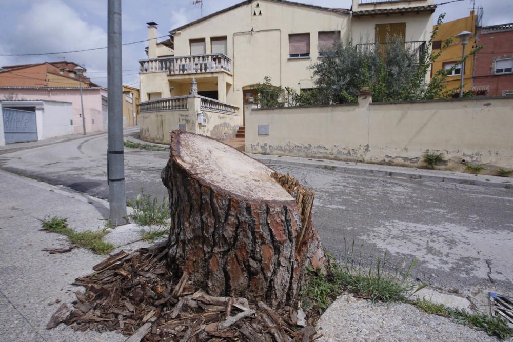 Tala d'un pi centenari al barri de Germans Sàbat