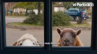 Cine para todos los gustos: de la acción espacial a la comedia española y la nostalgia musical